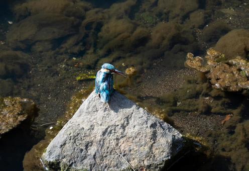 カワセミのいる風景 カワセミのいる風景 カワセミ,鳥,野生動物の写真素材