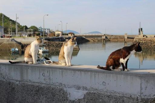 猫の3兄弟@佐柳島 猫の3兄弟@佐柳島の写真