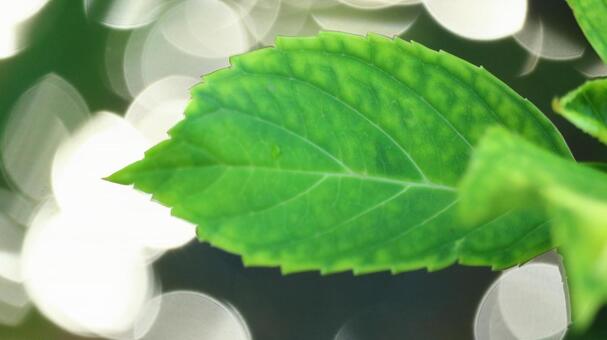 ネイチャーデザイン、テクスチャ bamboo,ecology,gardenの写真素材