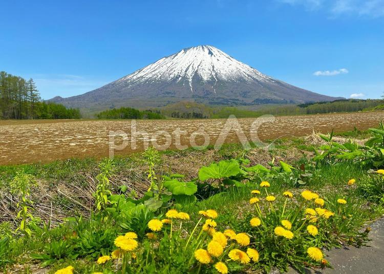 北海道　羊蹄山　Mt. Yotei 北海道,春,山の写真素材