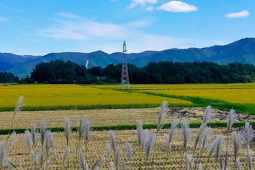 2025年9月の里山29 田んぼ,水田,稲の写真素材