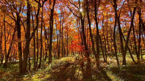 紅葉のせせらぎ街道 紅葉のせせらぎ街道の写真