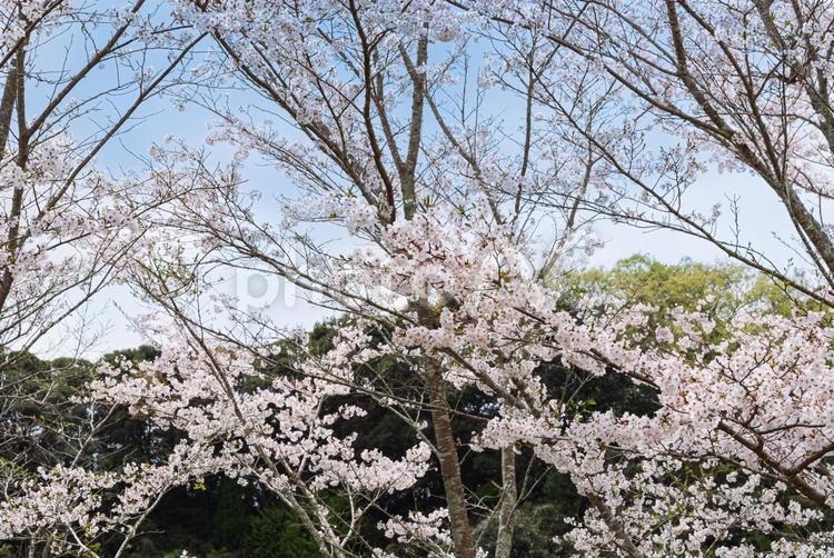 山裾で咲く美しい桜 桜,sakura,木花の写真素材