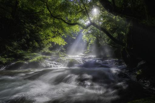 熊本-【菊池渓谷の光芒】の写真