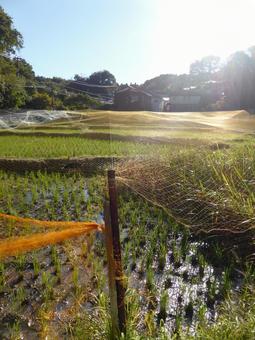 太陽光の当たる11月の田畑 田畑,田んぼ,水田の写真素材