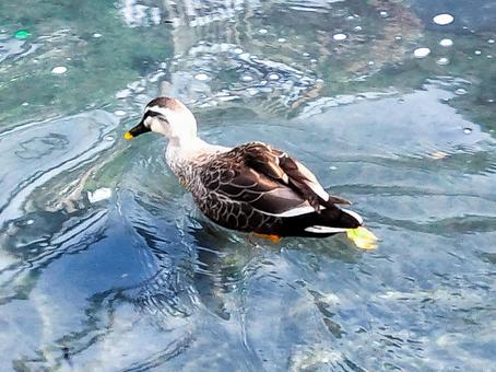 伊豆下田　ペリーロードの水路を泳ぐ鴨 鴨,ペリーロード,下田の写真素材