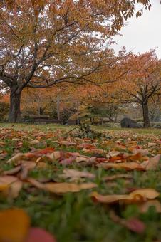 ローアングルから見る秋の公園と落ち葉 落ち葉,落葉,枯れ葉の写真素材