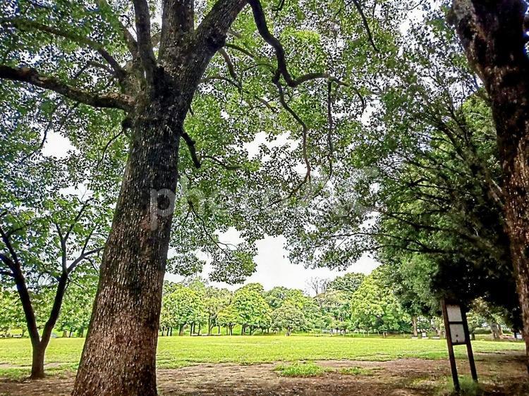 公園の大きな木の下で　芝生の広場 木,樹木,自然の写真素材