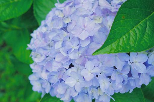 紫陽花 紫陽花の写真
