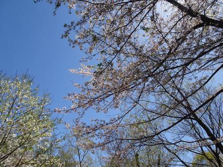 Photo, april, cherry blossoms, petal, 