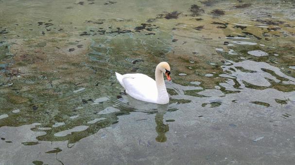 白鳥と池 白鳥と池の写真