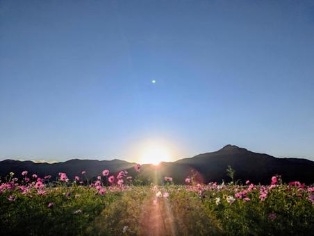 日没のコスモス畑 やよいの風公園,飯盛山,コスモスの写真素材