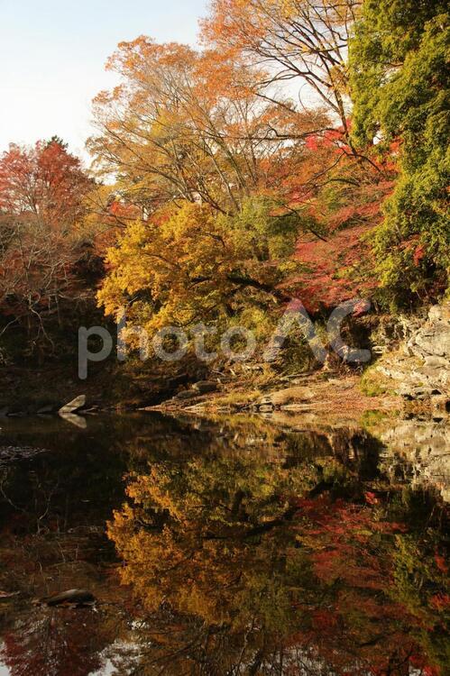 日本埼玉県嵐山都幾川の秋の紅葉 嵐山,紅葉,秋の写真素材