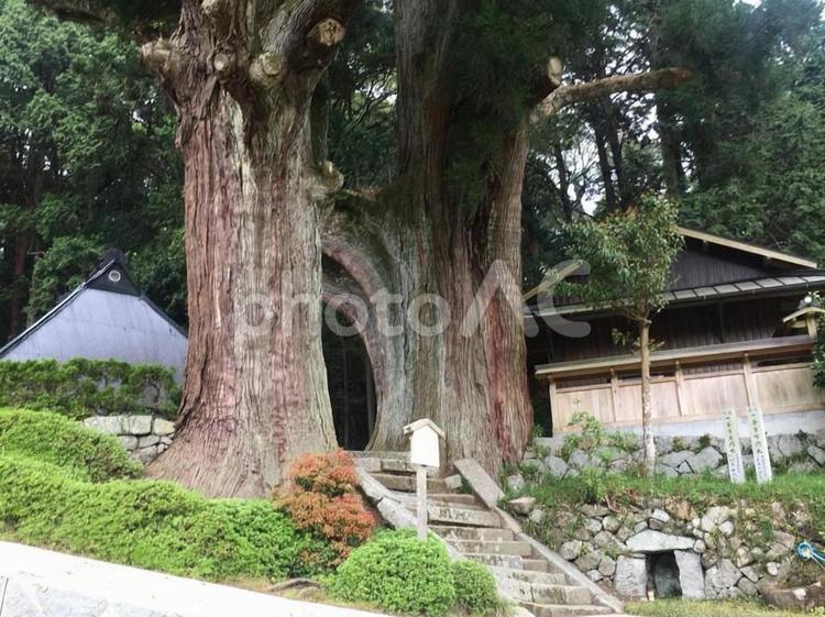 婆羅門杉　下之坊の大杉　巨樹　天理市 婆羅門杉,下の坊の大杉,巨樹の写真素材