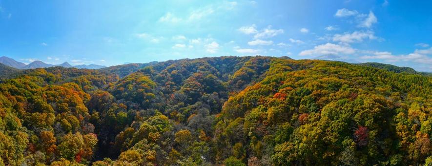 北軽井沢の紅葉 高原,北軽井沢,樹木の写真素材
