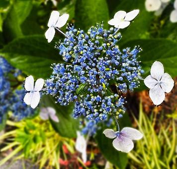 あじさい_2025_13 あじさい_2025_13の写真