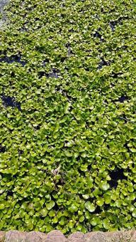 お堀の植物 お堀の植物の写真