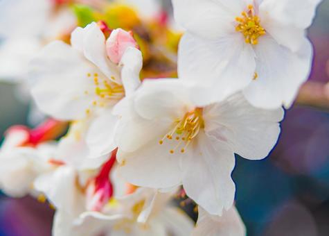 桜の花イメージの写真