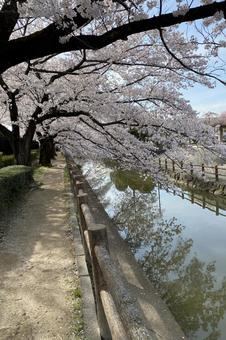 桜 桜 桜,さくら,並木道の写真素材