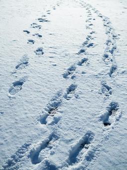 足跡 足跡 雪,冬,1月の写真素材