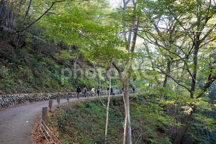 森林の散策路 森林,散策,緑の写真素材