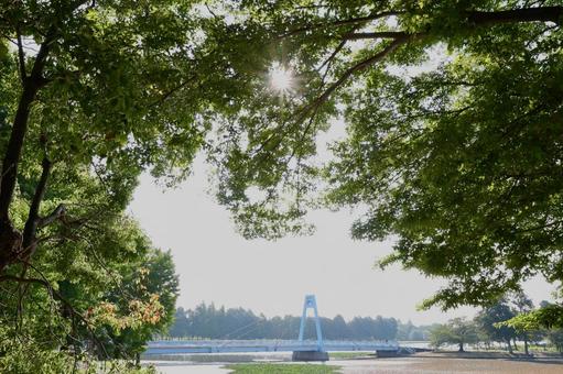 水元公園 水元公園の写真