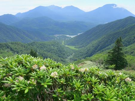 五色山への稜線に咲く石楠花と湯元温泉方面 五色山への稜線に咲く石楠花と湯元温泉方面の写真