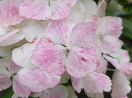 白から色変わりアジサイの花びらアップ 白から色変わりアジサイの花びらアップの写真