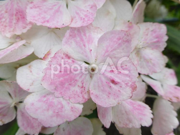 白から色変わりアジサイの花びらアップ アジサイ,花,植物の写真素材