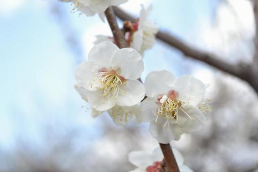 梅の花 梅の花の写真