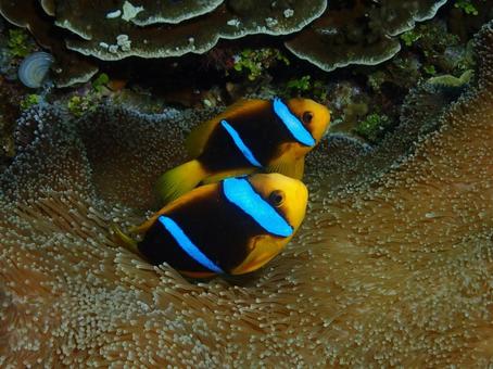 グアムのオレンジフィンアネモネフィッシュ オレンジフィンアネモネフィッシ,クマノミ,魚の写真素材