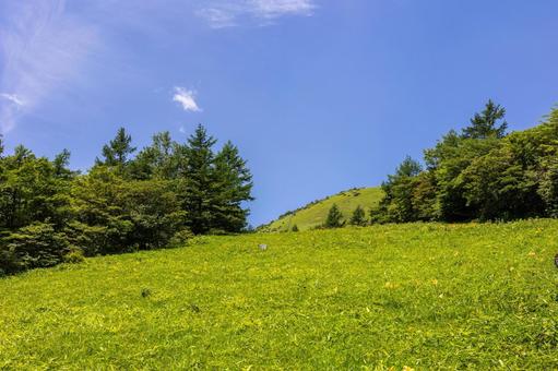 Photo, nikko huangshao, kisugedaira, early summer, 