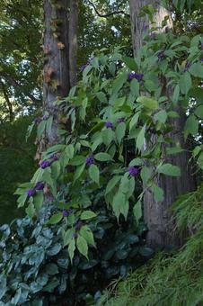 立冬：コムラサキの果実7 秋,植物,花木の写真素材