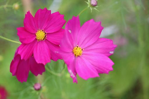 コスモス コスモス 花,植物,秋の写真素材