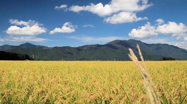 初秋の富士吉田市の田園風景 初秋の富士吉田市の田園風景 稲,秋,田んぼの写真素材