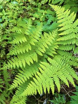 色鮮やかなシダ植物 色鮮やかなシダ植物 シダ植物,色鮮やか,光の写真素材