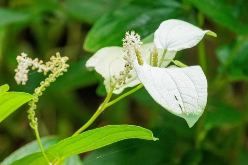 Flowers of the Japanese lantern plant with white leaves, JPG Flowers of the Japanese lantern plant with white leaves, JPG