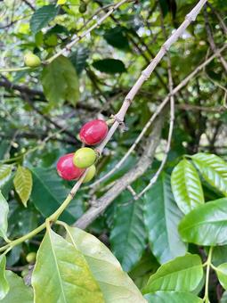 台湾　コーヒーの実 台湾,コーヒーの実,コーヒーの写真素材