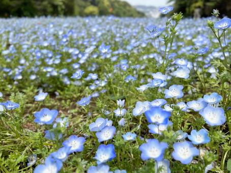 Nemophila, JPG