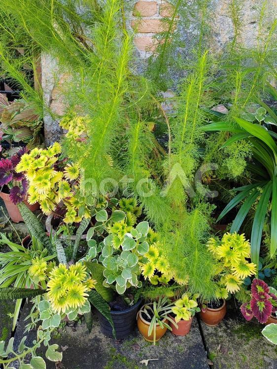 花 花,キクモ,イノンドの写真素材