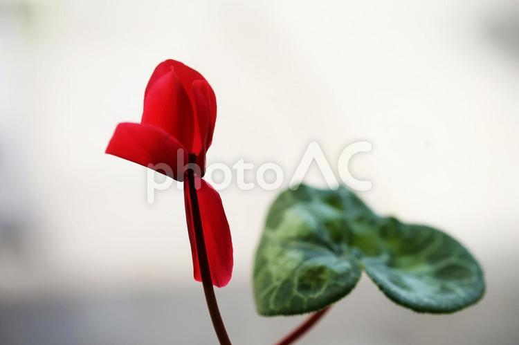 庭先に咲く一輪のシクラメン シクラメン,香り,赤色の写真素材