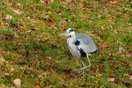 A grey heron walking through a winter meadow, JPG