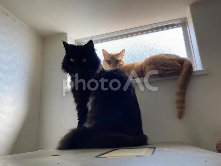 こっちを見る猫 ねこ,黒猫,茶猫の写真素材