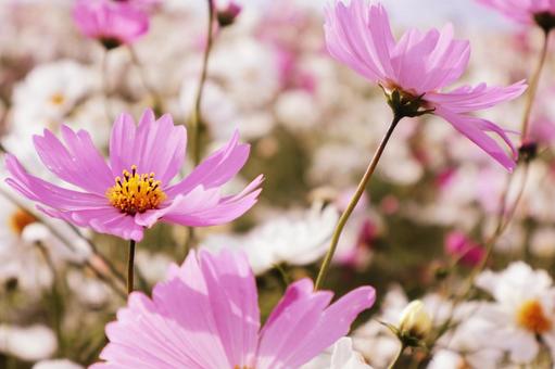 コスモス畑 コスモス,ピンク,十月の写真素材