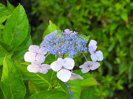 淡いピンクのガクアジサイの花 ガクアジサイ,花,植物の写真素材