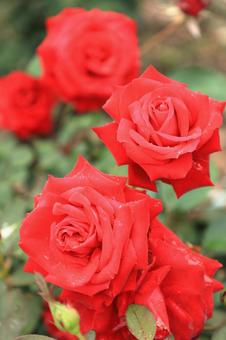 Red rose flower, JPG Red rose flower, JPG