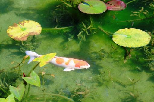 名もなき池(モネの池)_5 名もなき池(モネの池)_5 名もなき池,モネの池,鯉の写真素材