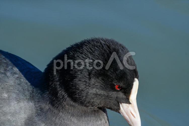 赤い瞳が印象的なオオバンの横顔 オオバン,水鳥,野鳥の写真素材