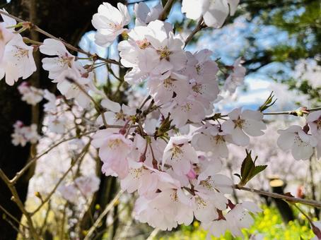 桜 桜の写真
