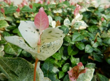 【花の写真】 ハツユキカズラの写真